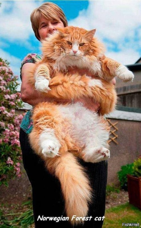 Солянка от 07.11.2025