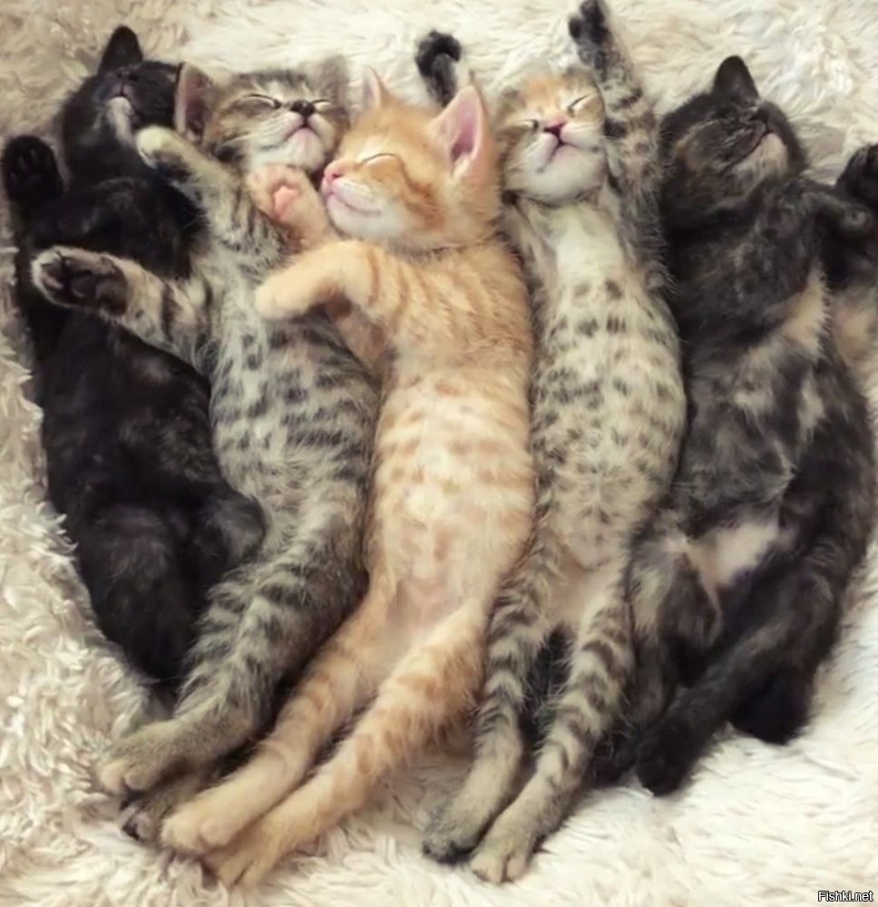 Солянка от 07.11.2025