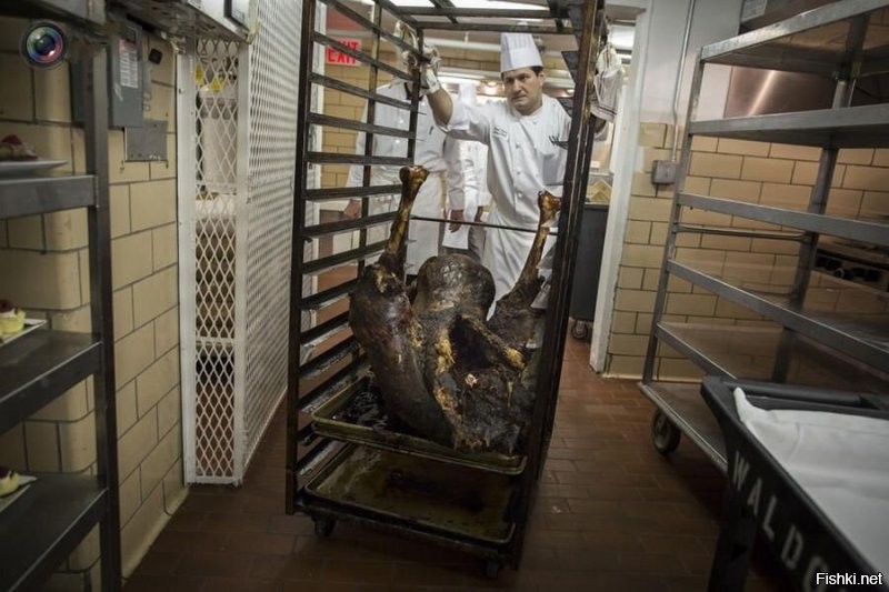 А вот страус ваще без перьев: