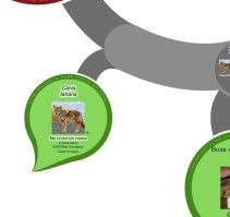 Койоты относятся к хищным зверям (  )

Он - близкий родственник волка, а про волка я знаю что зайца он догоняет не из-за спринтерских качеств, а выносливостью, т.е. со скоростью 15 км/ч может бежать хоть 40 мин. Заяц уже сдохнет к этому времени. С птицей, думаю, та же история.