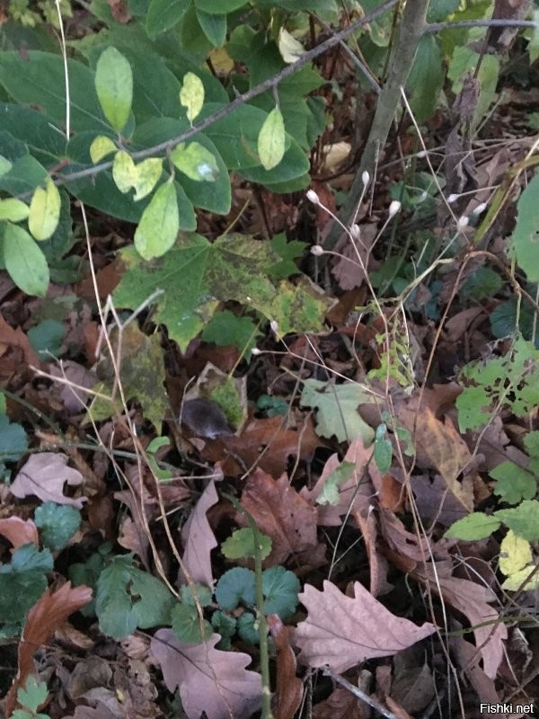 Вот принес полевую мышку , смотрит на меня и говорит НУ МЯУУУ ?