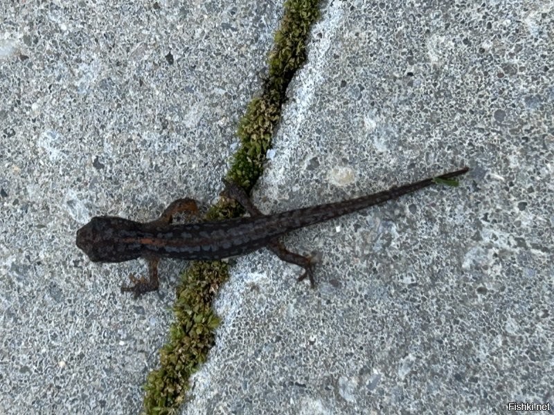 Бывает и нападают и кабаны так же , но с кабанами все легко если мелких увидел то лучше уйти там мама с папой будут а с теми тебе не по зубам . У нас кстати часто начали появляться лисы а все потому что мусор выставляют а для них это корм . Я свои камеры по ночам пересматриваю то лисы бродят то сурки то еще кто то , чаше всего коты . Я кстати не знаю откуда тритоны появились но тоже приходят :) . Дочка тут недавно принесла говорит давай заберем :) он ведь такой милый и желтенький на пузике :)