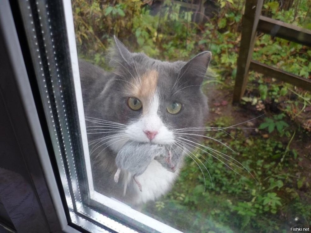 еще раз принесет буду бить , не сильно . Мне летучих мышей хватило .