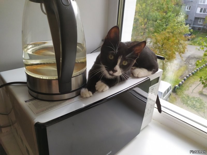 Была Samsung какая-то. Лет 15 назад покупал. Дважды микрики на дверце менял и один раз магнетрон. Ломаться начала лет через 5 после покупки. Потом, когда ждали поставку магнетрона, увидели на распродаже почти такую же Samsung, поновее чуток модель и купили.
В своей заменил магнетрон и отдал маме. Потом ещё раз микрики менял на ней, но уже года три не ломается больше.
В новой микрики пришлось менять уже меньше, чем через год использования. Правда после замены уже несколько лет не требовался ремонт и работает до сих пор.