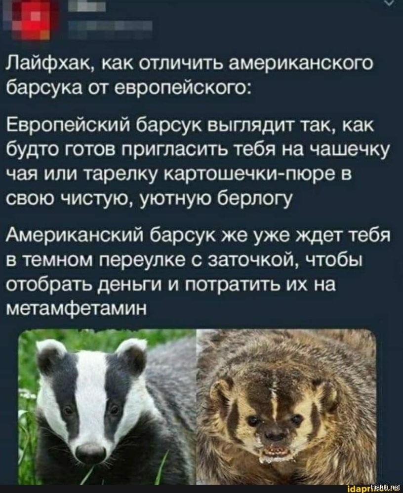 Барсук: обитает по всей России, но вы его не встретите