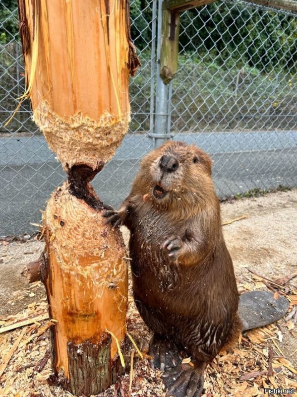 Солянка от 07.11.2025