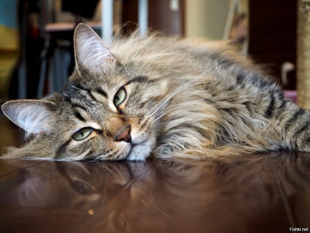 Солянка от 08.11.2025