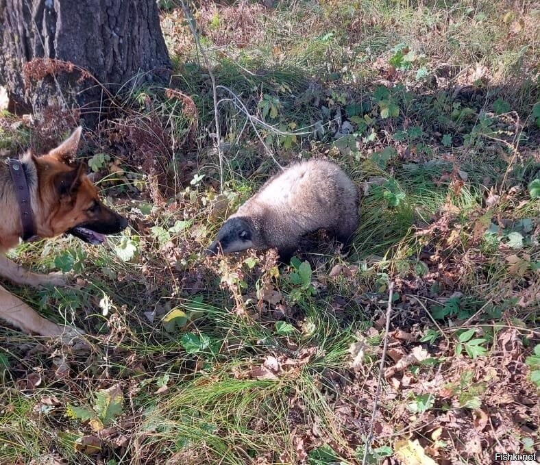 Конец октября, полдень, песель сестры устанавливает контакт с "неуловимым")) Приморский край, приграничье))
