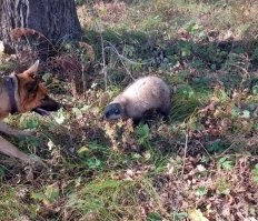 Конец октября, полдень, песель сестры устанавливает контакт с "неуловимым")) Приморский край, приграничье)):hi: