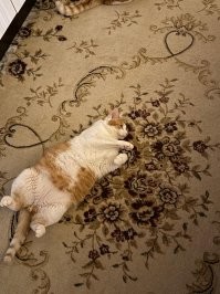 И это все разные дети. Все подобранные на даче. У одного задней лапки нет.