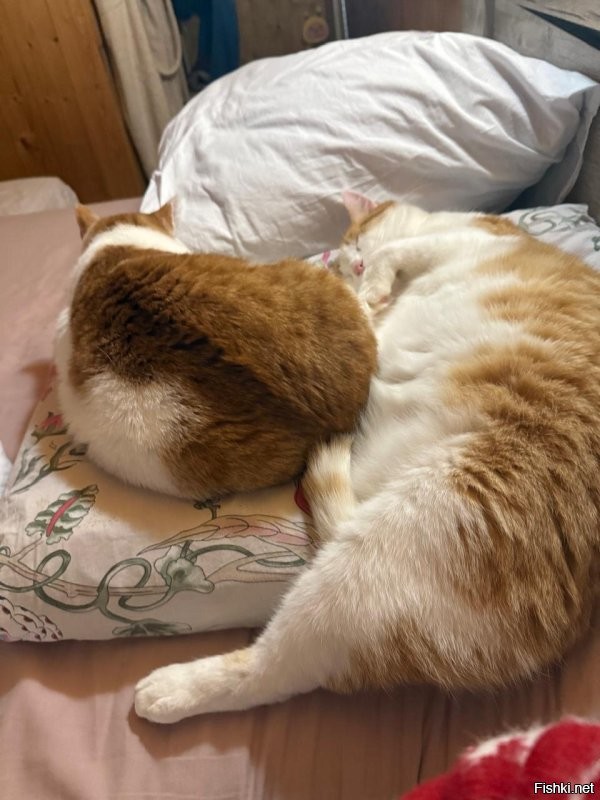 И это все разные дети. Все подобранные на даче. У одного задней лапки нет.