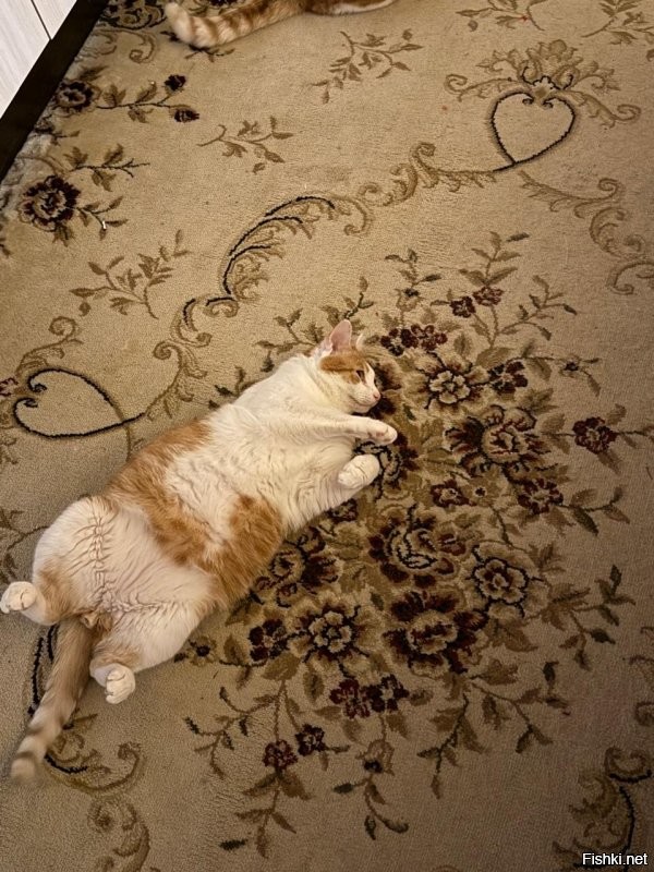 И это все разные дети. Все подобранные на даче. У одного задней лапки нет.