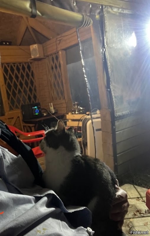 Ещё прибился один котенок. Завтра повезу к ветеринару. У него ребрышко сломано. Торчит косточка. Придется забрать. И будет у меня 4 кыски. 
p.s. фото сделано 15 минут назад.