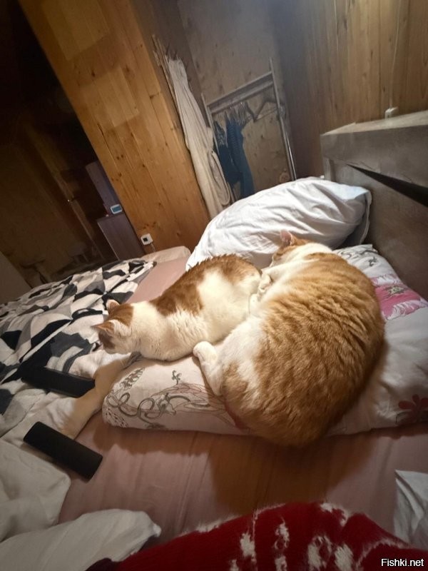 И это все разные дети. Все подобранные на даче. У одного задней лапки нет.