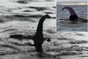 А вы говорили - Несси ... Несси