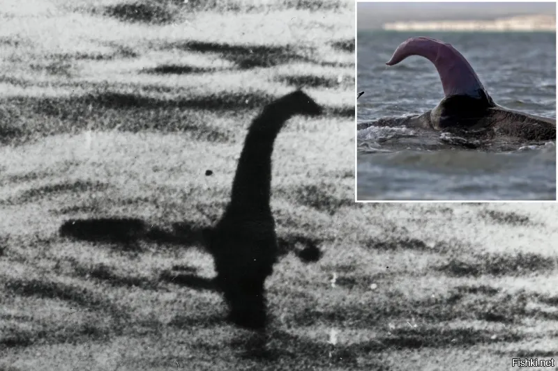 А вы говорили - Несси ... Несси