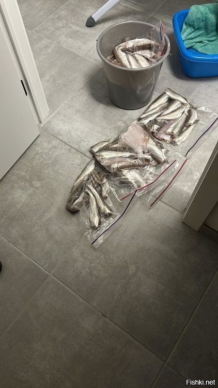 У нас сейчас примерно тоже самое происходит , к берегу подошел хек так от него отбоя нет а где он там и камбала падальщик , вчера мне все мозги прожужжали давай типа в воскресение в 8 утра устроим соревнования с берега . У меня спина была прооперирована не знаю смогу ли как раньше бросать но домой с рыбой точно приду .