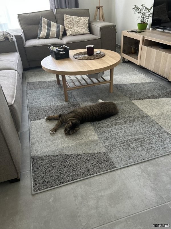 Эта поза называется наглец , на пылесос реакции 0 , делает вид что спит и только попробуй в сторону кухни пойти он уже там оказывается :)