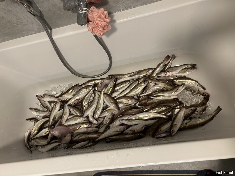 У нас сейчас примерно тоже самое происходит , к берегу подошел хек так от него отбоя нет а где он там и камбала падальщик , вчера мне все мозги прожужжали давай типа в воскресение в 8 утра устроим соревнования с берега . У меня спина была прооперирована не знаю смогу ли как раньше бросать но домой с рыбой точно приду .