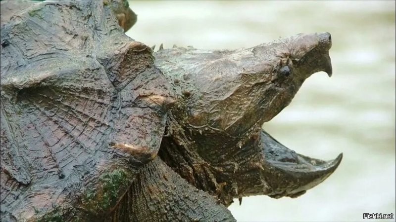 Смотря какая эта да может (фото приложу),что на фотке ей  по барабану....Просто медведь очкун)))))