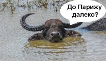 Индийский водяной буйвол — удивительный ныряльщик, способный проводить под водой до пяти минут