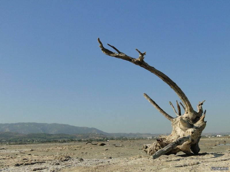 Отменно! 
А я днём такую нЕжить снимал.