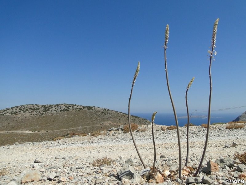 Отменно! 
А я днём такую нЕжить снимал.