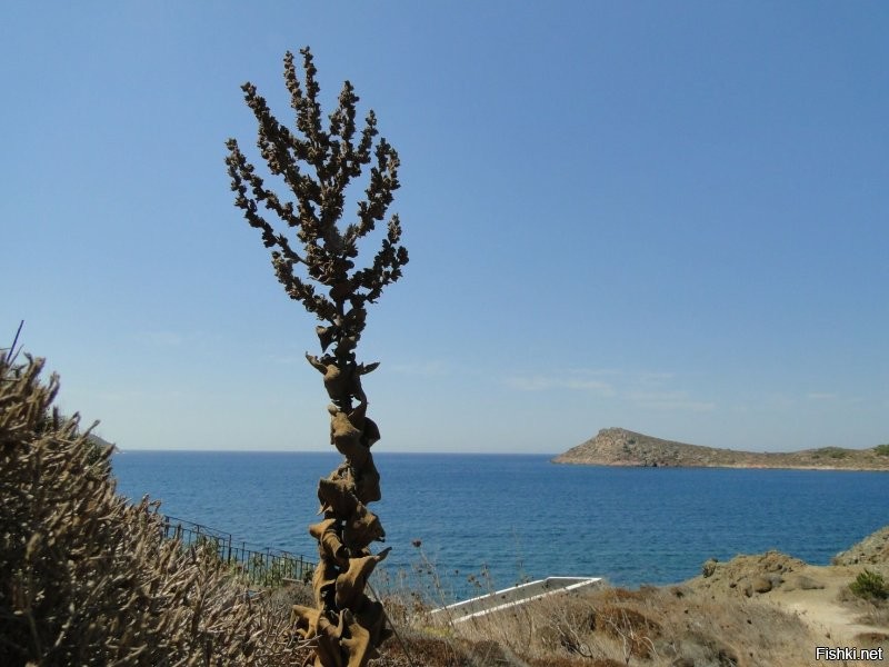 Отменно! 
А я днём такую нЕжить снимал.