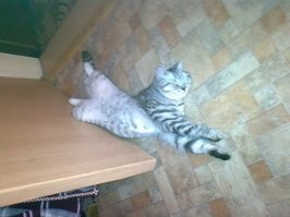 30 кошачьих поз, которые смешнее любого мема