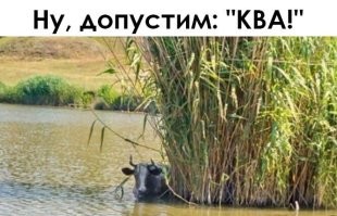 Индийский водяной буйвол — удивительный ныряльщик, способный проводить под водой до пяти минут