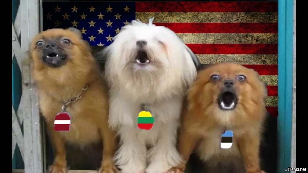 литовско-латышко-эстонские шавки дико любят когда их пинают!