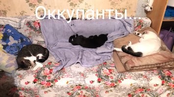 У самого - орава! Отдохнуть негде, хоть на коврик иди...