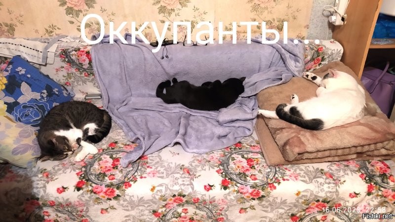 У самого - орава! Отдохнуть негде, хоть на коврик иди...