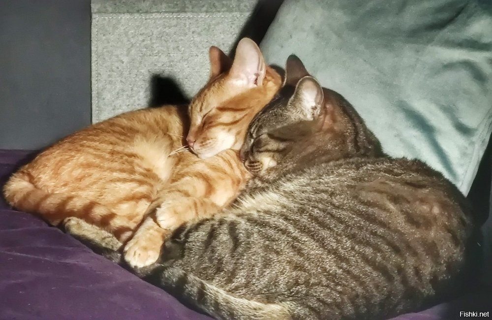 Солянка от 09.11.2025