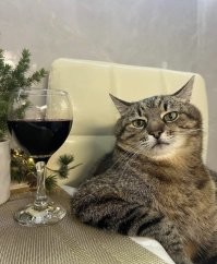 30 кошачьих поз, которые смешнее любого мема