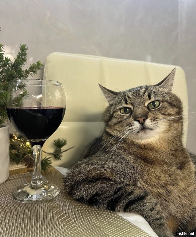 30 кошачьих поз, которые смешнее любого мема