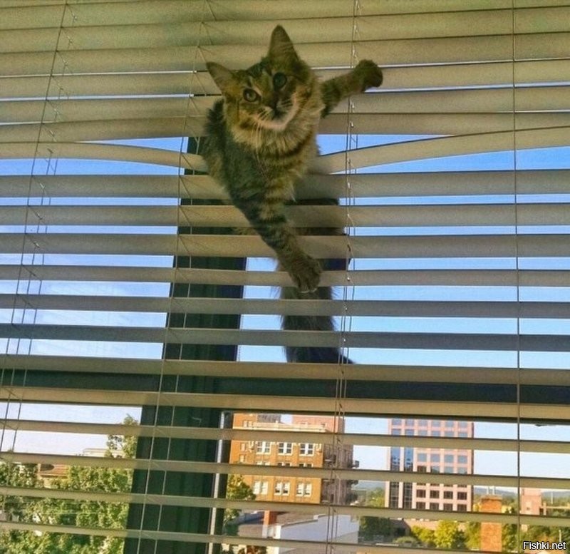 Жалюзи им, кстати, тоже нравятся. )))