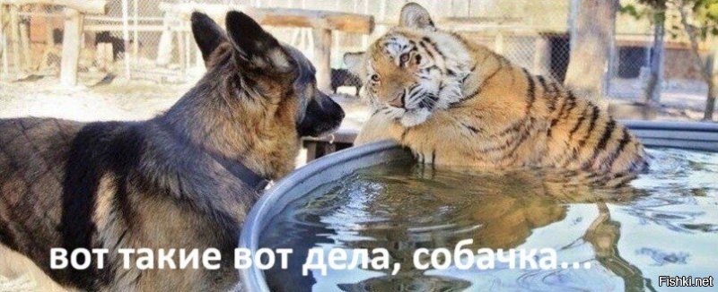 Грустная и веселая подборка