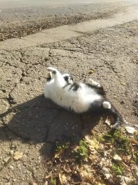 30 кошачьих поз, которые смешнее любого мема