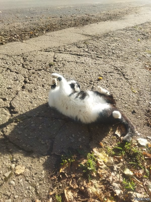 30 кошачьих поз, которые смешнее любого мема