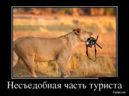5 фактов, которые меняют представление о львах