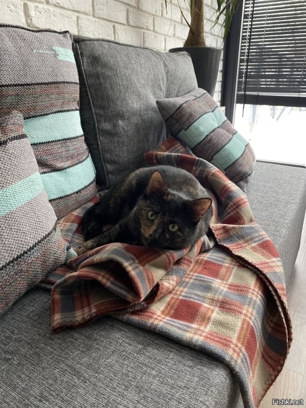 Если случилось-смиритесь и примите как данность(((
Я сопротивлялась "которабству" 15 лет
Но мою территорию вероломно оккупировали 3 года назад. Воздействовав на "точки милосердия" ( осенью приютила "сиротку " с улицы)
Ничего не смогла сделать, сдалась