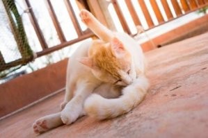 Манипулятор на все случаи жизни: от чайного пакетика до застёжки