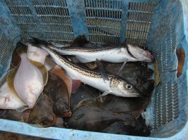 Простые и эффективные рыбацкие принадлежности из подручных средств