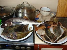 вот тут не совсем! Камбала камбале рознь! купил как то атлантическую камбалу, хрень какая то водорослями воняет, да и балтийская камбала как то не то, в охотском море каменушку  задолбаешся чистить у нее шкура как рашпиль. А вот песчанка желтоперая это вкусненько!