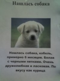 Очередной раз показывает, гуляйте с собакой на поводке, а не выпускайте на улицу чтобы бегала.