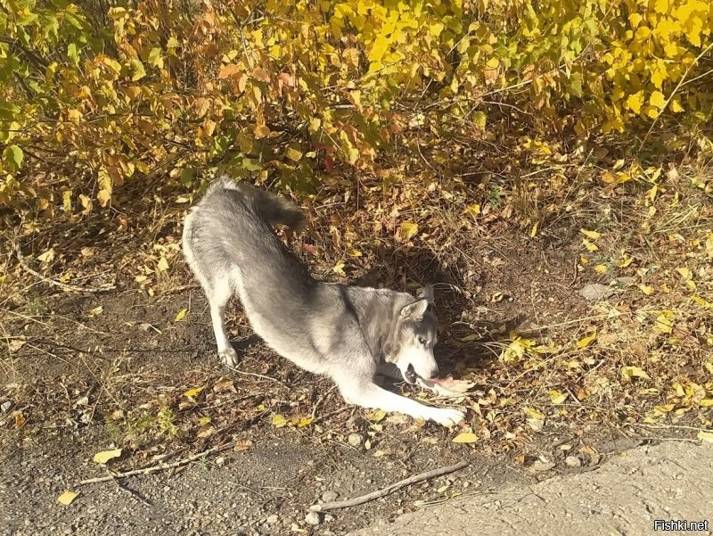 Я свою кошку люблю и собаку, собаку выпускаю только на поводке, сама она не бегает.
Для меня не составит труда погладить кота или собаку на улице. Недавно бездомной собаке кинул куриную лапу.
Ты меня решил порезать, а сейчас рассказываешь что я людей ненавижу. Не видишь тут противоречий? Заметь, я тебя резать не собирался.