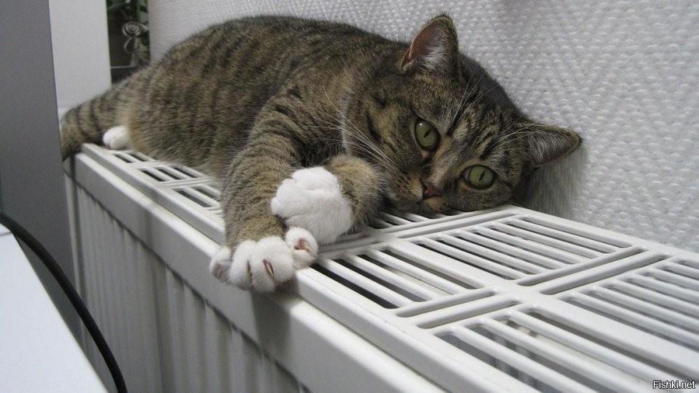 Солянка от 10.11.2025