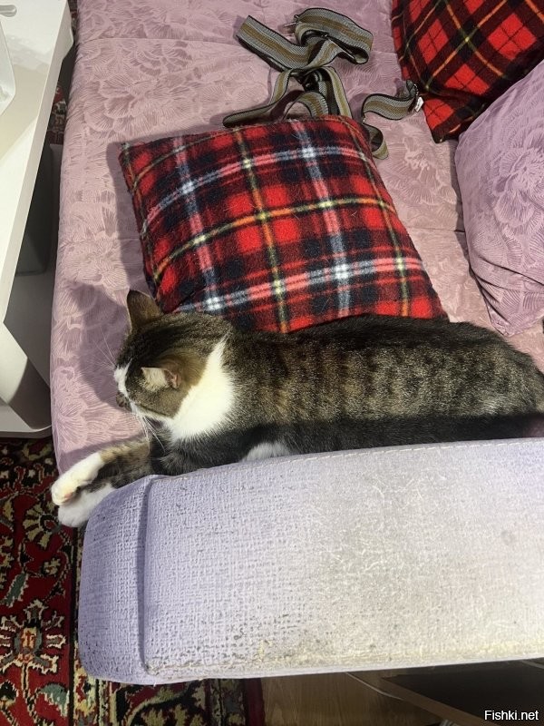 Дрыхнем на даче после поездки к доктору. От всех паразитов уколы сделали. На этой неделе будем с косточкой разбираться.