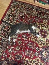 30 кошачьих поз, которые смешнее любого мема